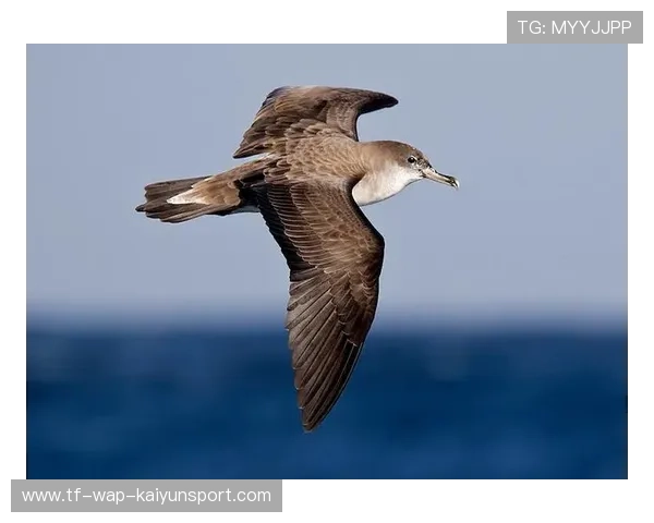 战术紧凑+意志力顽强,佛得角打出了什么样的比赛?,佛得角的禁忌 战术紧凑+意志力顽强,佛得角打出了什么样的比赛?,佛得角的禁忌