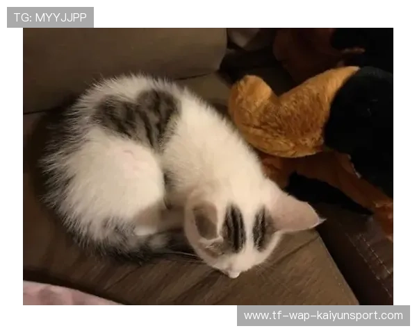 猫咪附体体系的争议与强大,猫咪附体体系的争议与强大的原因 猫咪附体体系的争议与强大,猫咪附体体系的争议与强大的原因